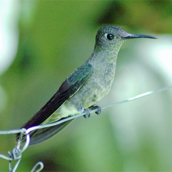 Violet-capped Woodnymph