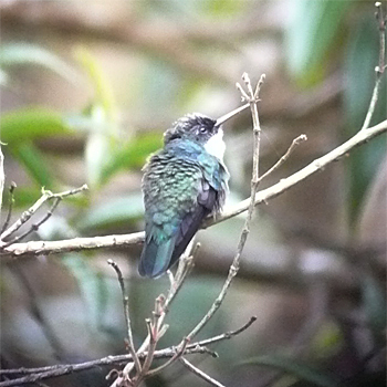 White-throated Hummingbird