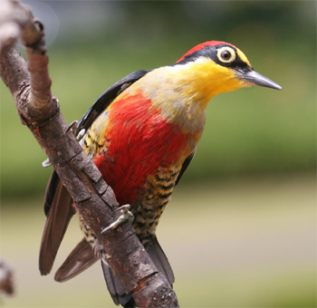 Yellow-fronted Woodpecker