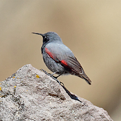 Wallcreeper