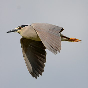Black-crowned Night-heron