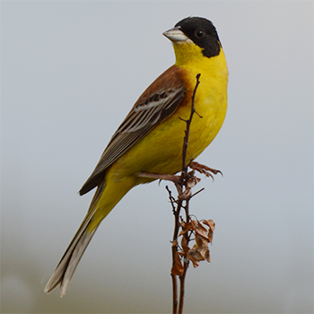 Black-headed Bunting