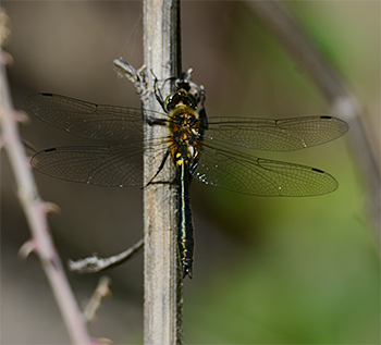 Bulgarian Emerald