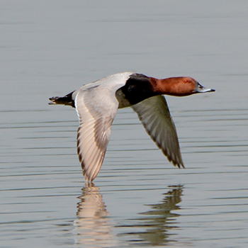 Common Pochard