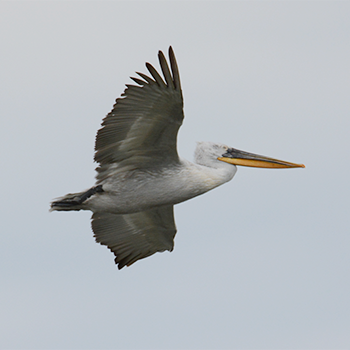 Dalmatian Pelican