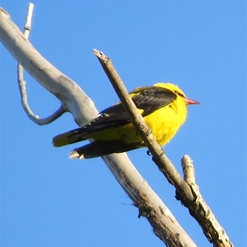 Eurasian Golden Oriole