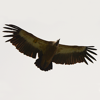 Eurasian Griffon