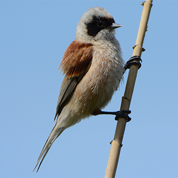 Eurasian Penduline-tit