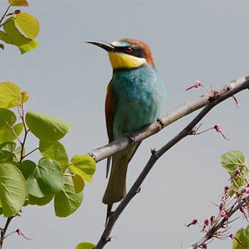 European Bee-eater