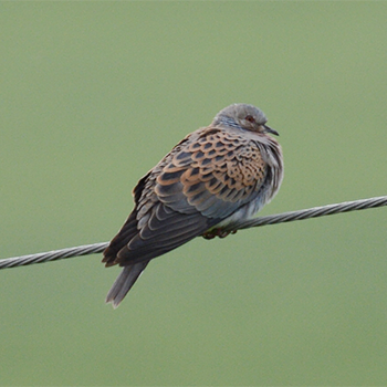 European Turtle-dove
