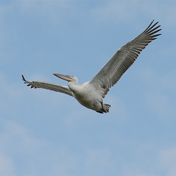 Great White Pelican