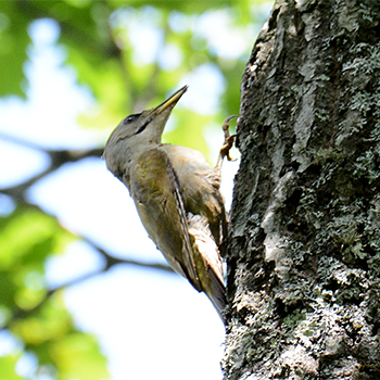 Grey-headed Woodpecker