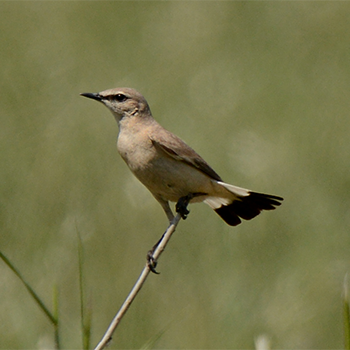 Isabelline Wheatear