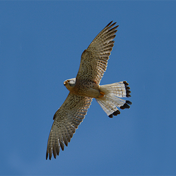 Lesser Kestrel