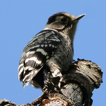Lesser Spotted Woodpecker