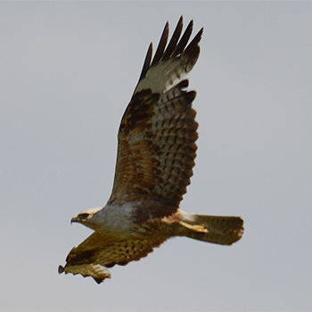 Long-legged Buzzard