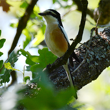 Masked Shrike