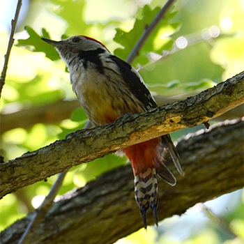 Middle Spotted Woodpecker