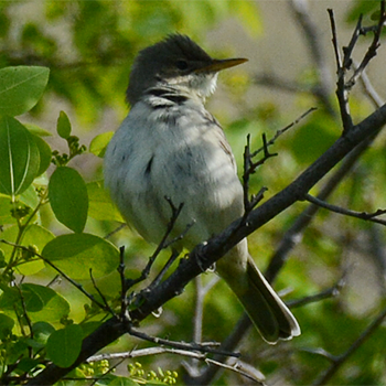 Olive-tree Warbler