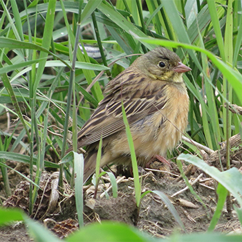 Ortolan Bunting