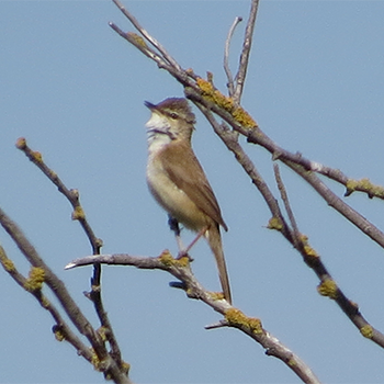 Paddyfield Warbler
