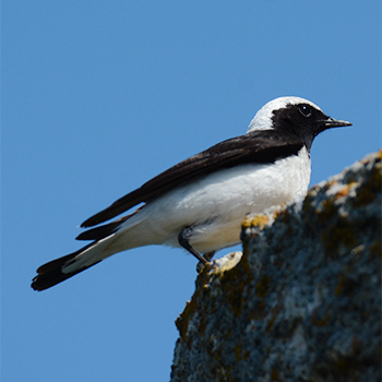 Pied Wheatear