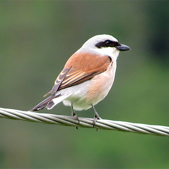 Red-backed Shrike
