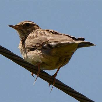 Wood Lark