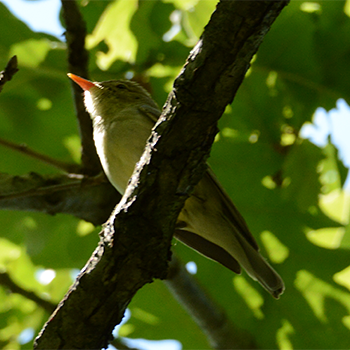 Wood Warbler
