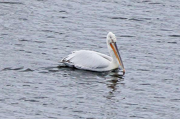 Dalmatian Pelican