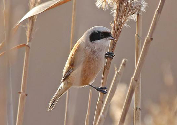 Eurasian Penduline-tit