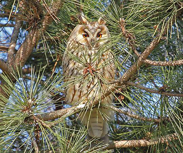 Long-eared Owl