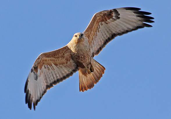 Long-legged Buzzard