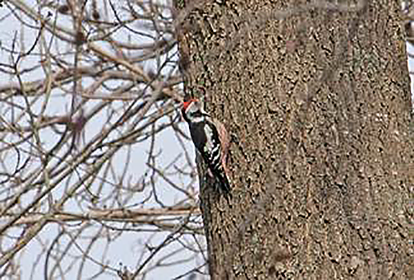 Middle Spotted Woodpecker