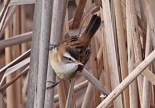Moustached Warbler