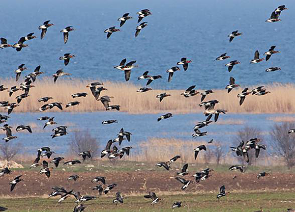 Greater White-fronted and Red-breasted Geese