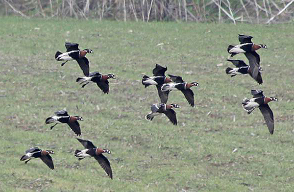 Red-breasted Geese