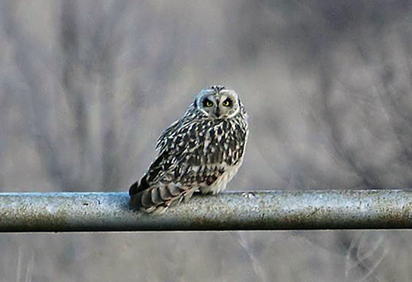 Short-eared Owl