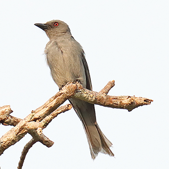 Ashy Drongo