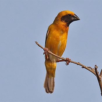 Asian Golden Weaver