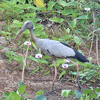 Asian Openbill