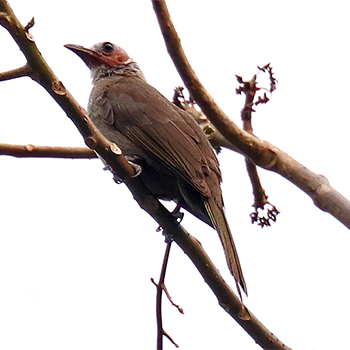 Bare-faced Bulbul