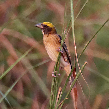 Baya Weaver