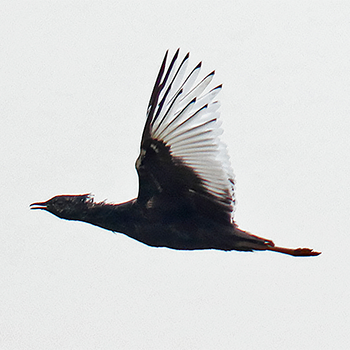 Bengal Florican