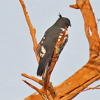 Black Baza