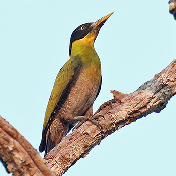 Black-headed Woodpecker