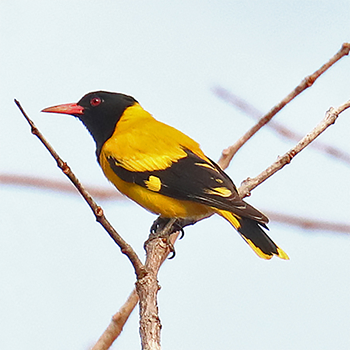 Black-hooded Oriole