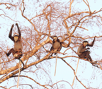Black-shanked Douc