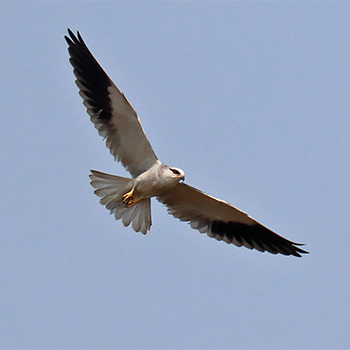 Black-winged Kite