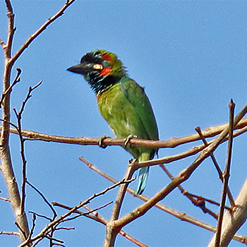 Blue-eared Barbet